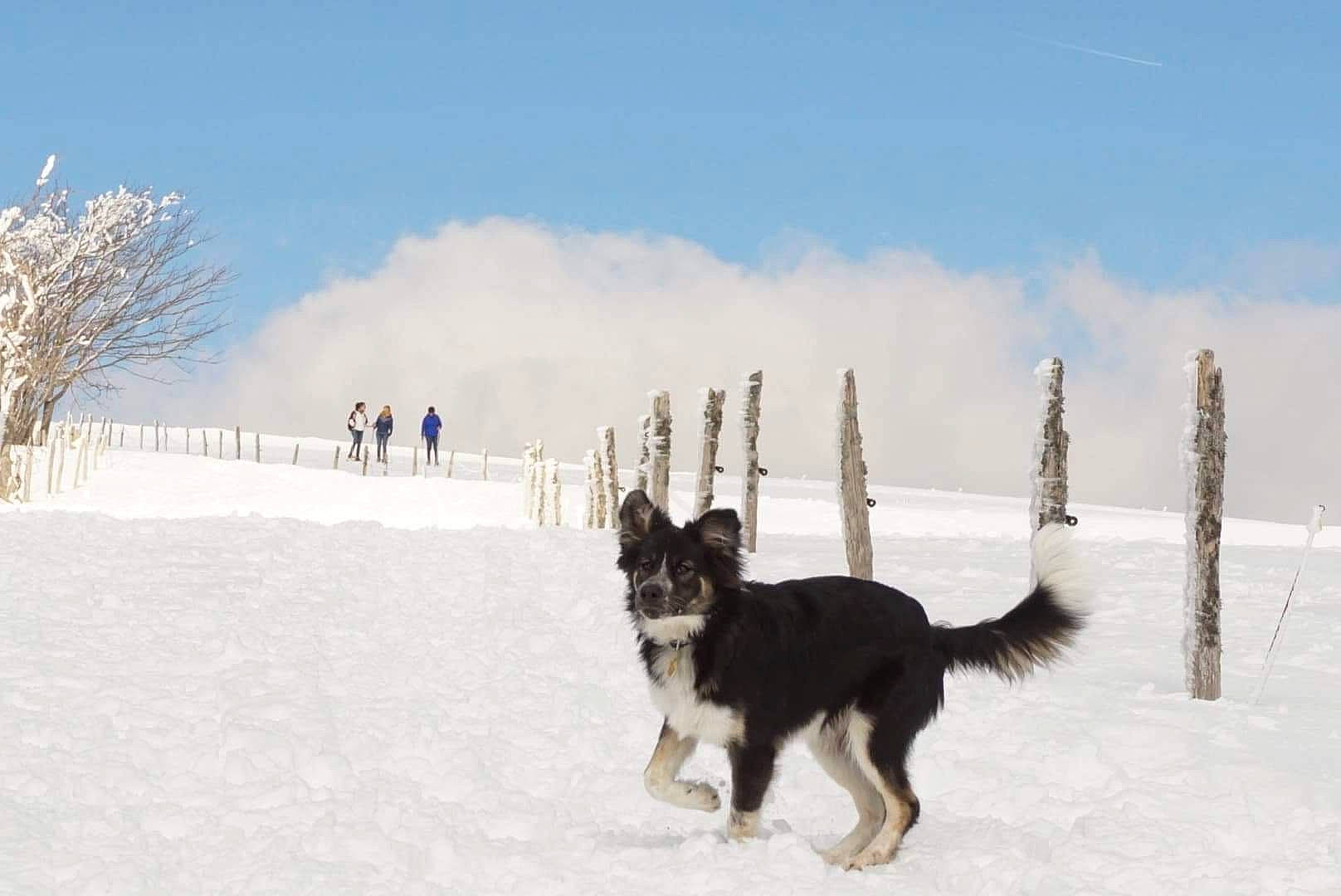 Grey participe au concours pour gagner de l'argent avec cette photo : canidae, carnivore, cloud, companion_dog, dog, dog_breed, freezing, guard_dog, herding_dog, recreation, siberian_husky, sky, sled_dog, sledding, snow, sporting_group, winter, winter_sport, working_animal, working_dog