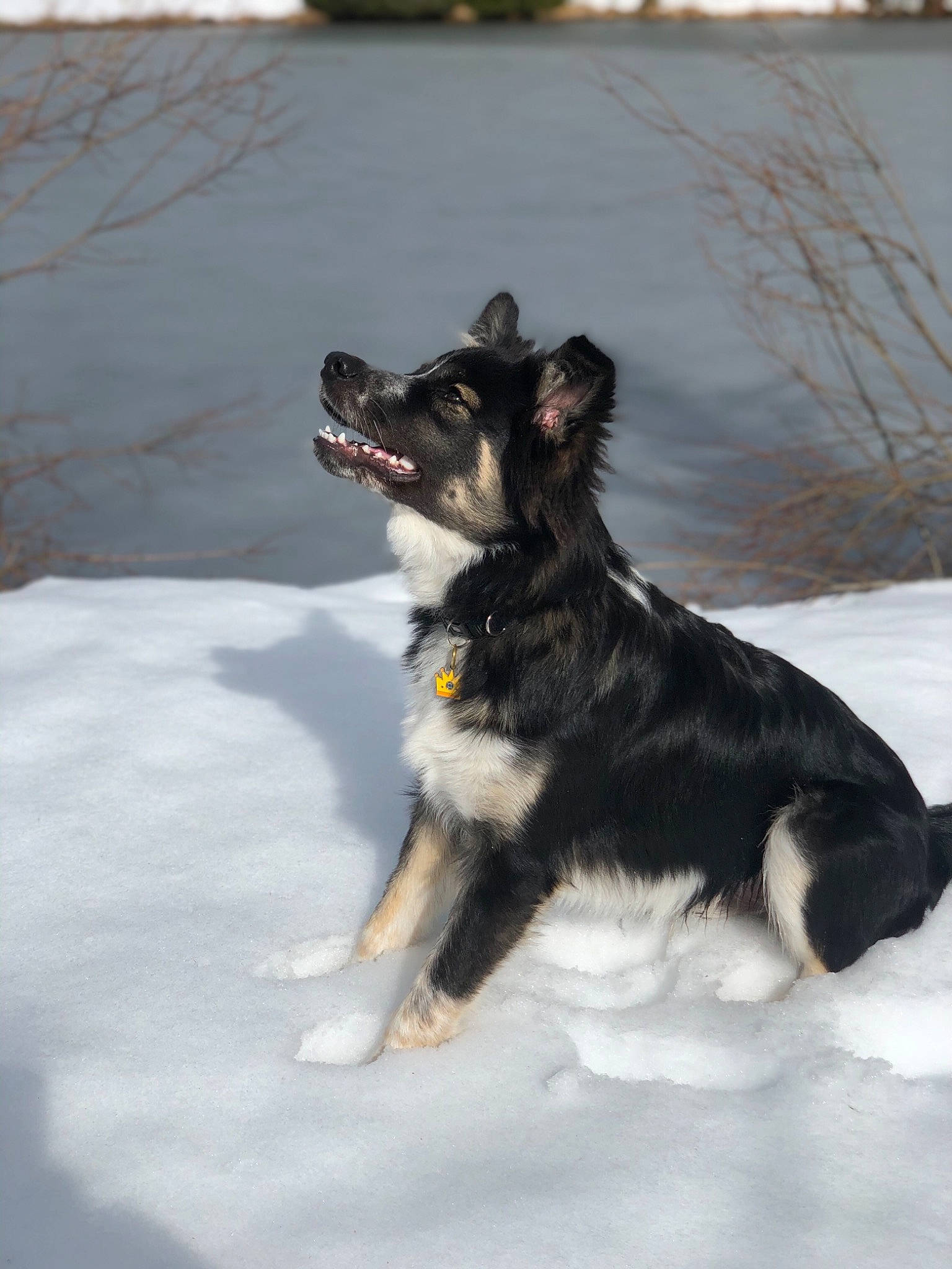 Grey participe au concours pour gagner de l'argent avec cette photo : canidae, carnivore, companion_dog, dog, dog_breed, dog_supply, freezing, fur, guard_dog, herding_dog, paw, puppy, snout, snow, sporting_group, tail, winter, working_animal, working_dog
