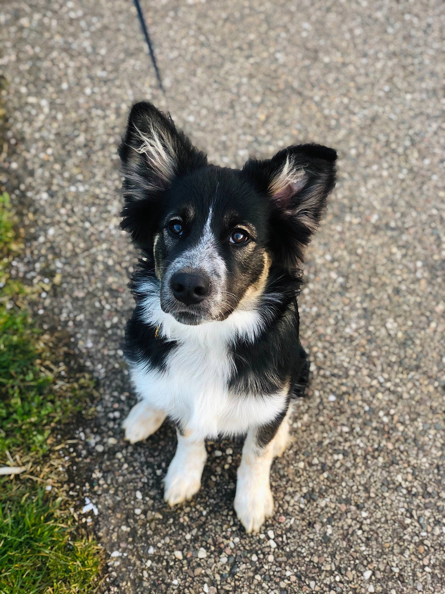 Grey participe au concours pour gagner de l'argent avec cette photo : asphalt, aviation, canidae, carnivore, companion_dog, dog, dog_breed, fur, grass, paw, puppy, snout, soil, sporting_group, tail, terrestrial_animal, toy_dog, whiskers, wing, working_dog