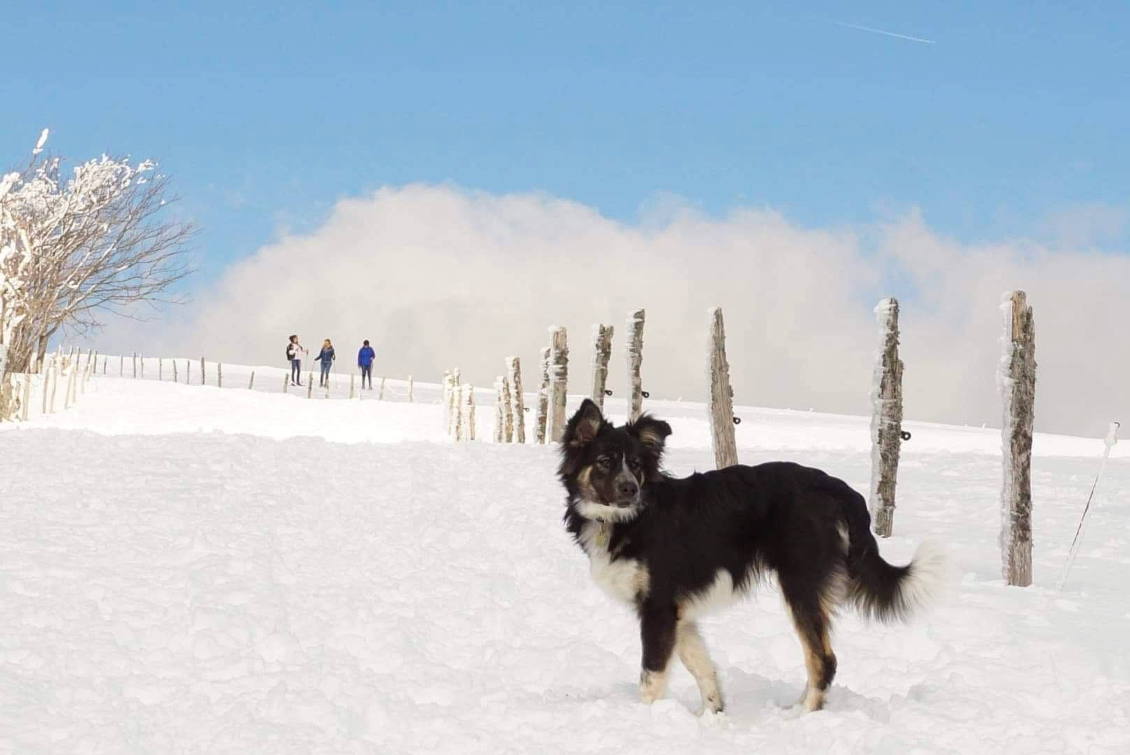 Grey a rejoint le concours — aidez-le/la à gagner de superbes lots ! canidae, carnivore, cloud, companion_dog, dog, dog_breed, freezing, guard_dog, herding_dog, hunting_dog, recreation, sky, sled_dog, slope, snow, sporting_group, tree, winter, working_animal, working_dog