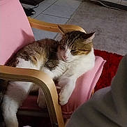 Billy a rejoint le concours — aidez-le/la à gagner de superbes lots ! animal, brown_fur, calico_cat, cat, chair, feline, home, indoors, lounging, pet, pink_cushion, portrait, red_rug, relaxed, sitting, sleepy, striped_fur, tile_floor, white_fur, wooden_armrest
