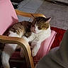 animal, brown_fur, calico_cat, cat, chair, feline, home, indoors, lounging, pet, pink_cushion, portrait, red_rug, relaxed, sitting, sleepy, striped_fur, tile_floor, white_fur, wooden_armrest