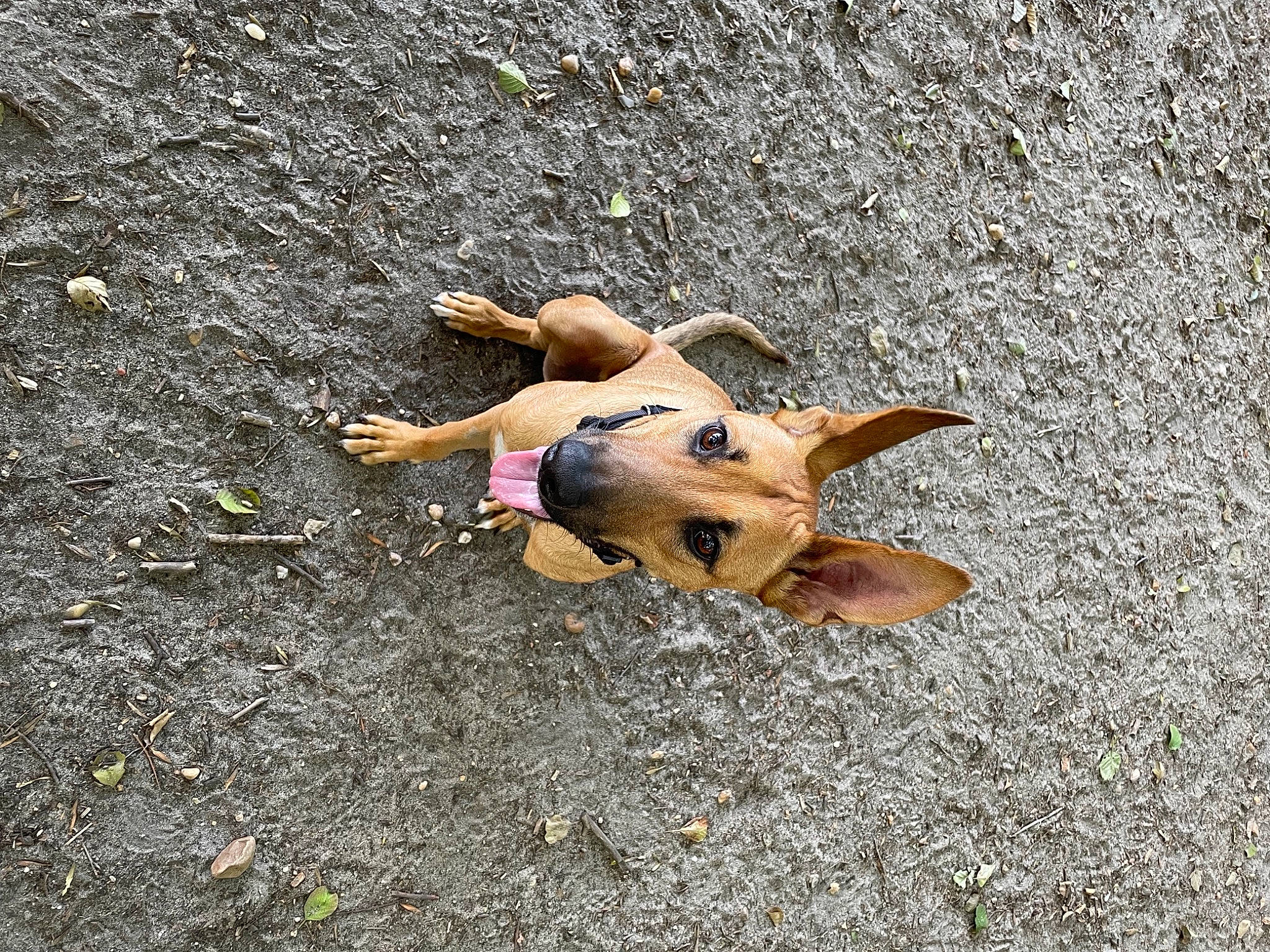 Marlow participe au concours pour gagner de l'argent avec cette photo : art, asphalt, canidae, carnivore, companion_dog, dog, dog_breed, fashion_accessory, fawn, grass, road_surface, sidewalk, snout, soil, sporting_group, street_dog, toy, toy_dog, wood, working_animal