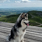 Kaïto participe au concours pour gagner de l'argent avec cette photo : animal, architecture, boardwalk, bridge, building, canine, collie, dog, eskimodog, husky, nature, newfoundland, outdoors, path, pet, puppy, walkway, water, waterfront, wood