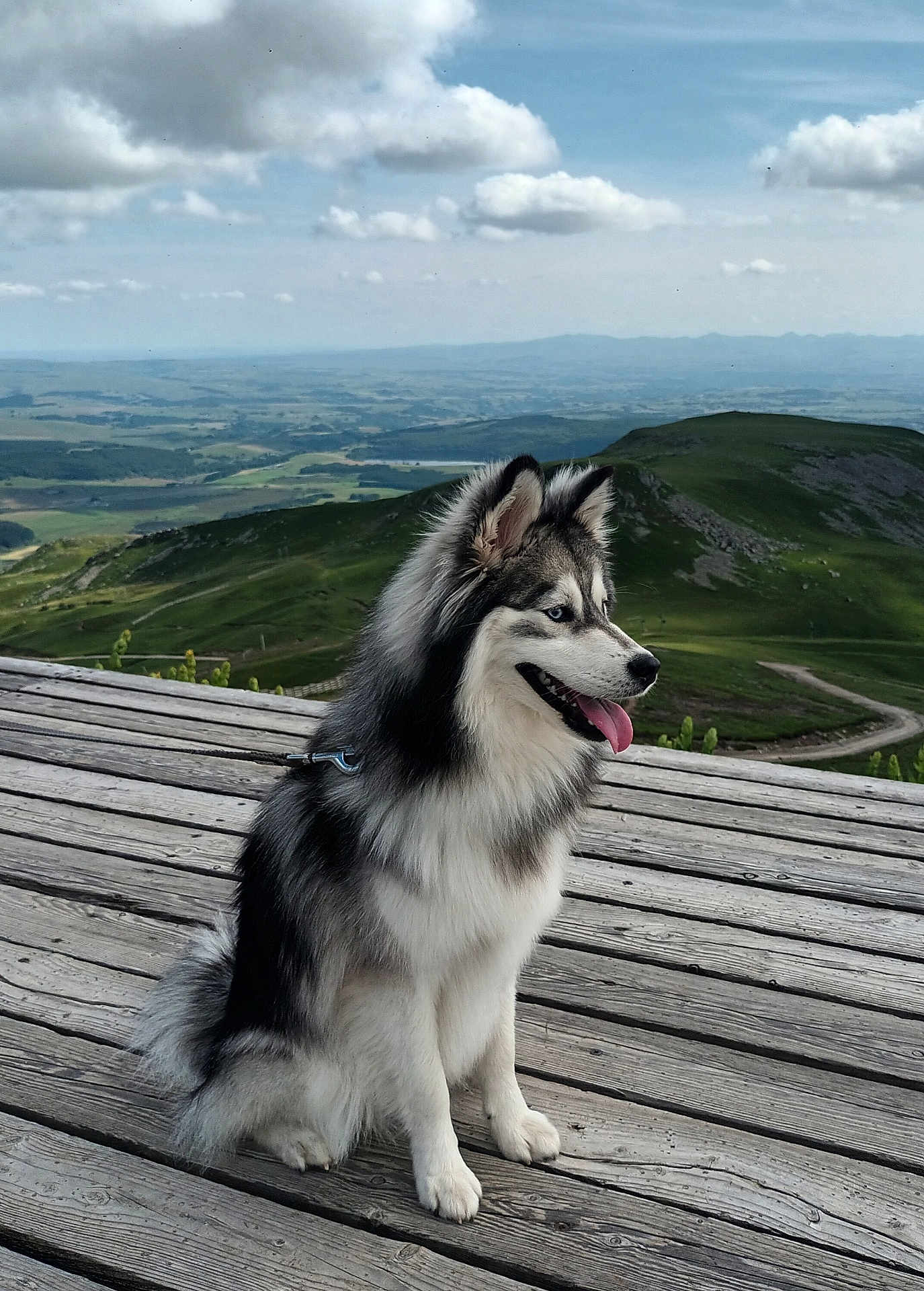 Kaïto participe au concours pour gagner de l'argent avec cette photo : animal, architecture, boardwalk, bridge, building, canine, collie, dog, eskimodog, husky, nature, newfoundland, outdoors, path, pet, puppy, walkway, water, waterfront, wood