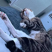 Simba participe au concours pour gagner de l'argent avec cette photo : cat, tabby, sleeping, paws, fur, indoor, relaxation, pet, animal, whiskers, striped, cozy, resting, cute, domestic_cat, mammal, closeup, bedroom, soft, comfort