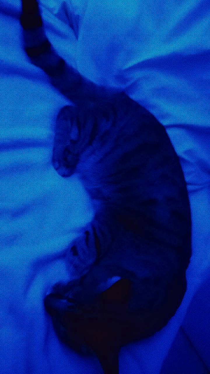 Gizmoh a rejoint le concours — aidez-le/la à gagner de superbes lots ! aqua, blue, carnivore, cat, cloud, darkness, electric_blue, felidae, freezing, fur, gesture, magenta, purple, russian_blue, small_to_medium_sized_cats, tail, terrestrial_animal, whiskers, wildlife, winter