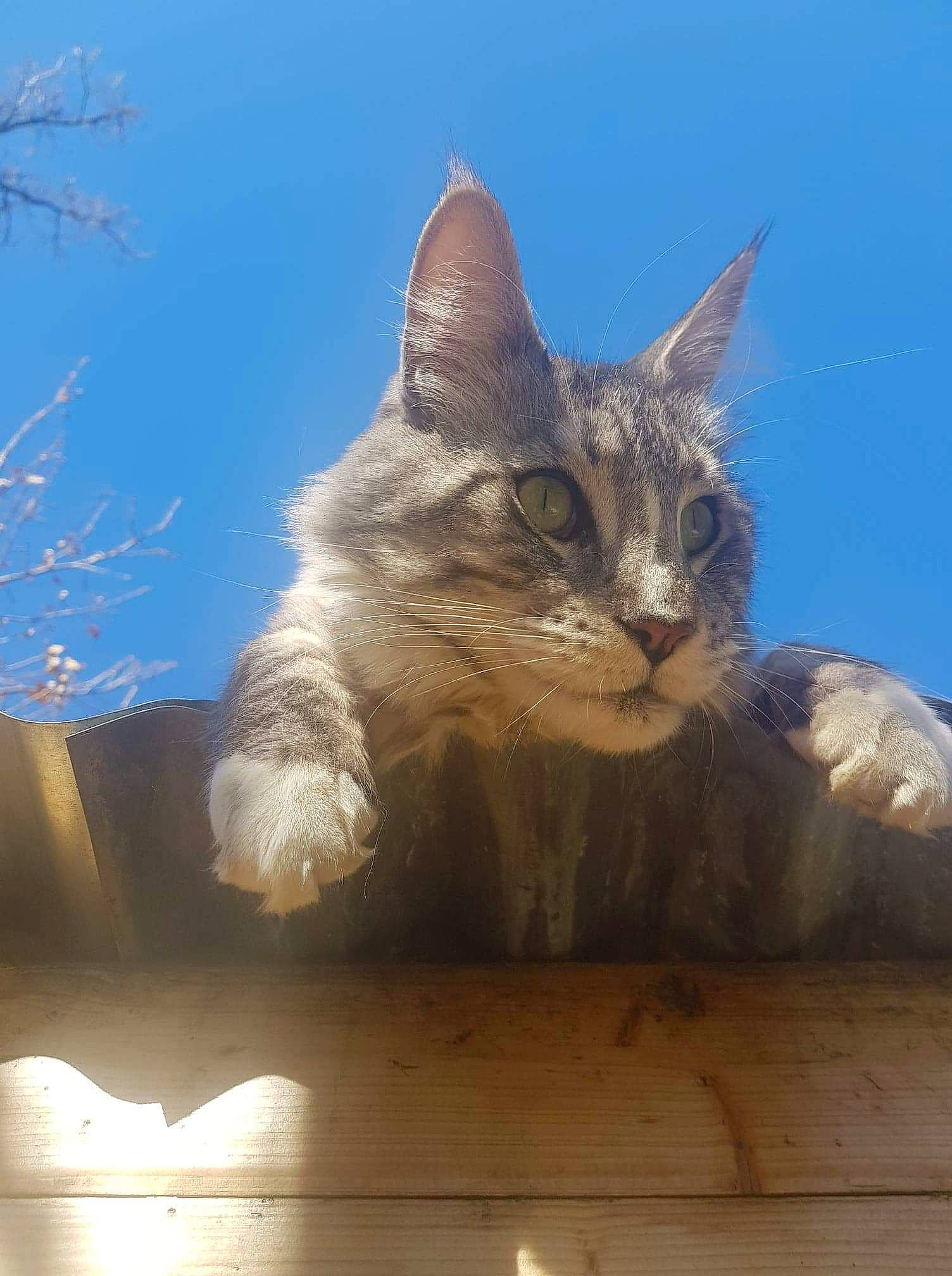 Nuggets a rejoint le concours — aidez-le/la à gagner de superbes lots ! carnivore, cat, claw, domestic_short_haired_cat, fawn, felidae, fur, hardwood, mammal, paw, plant, sitting, sky, small_to_medium_sized_cats, snout, tail, twig, whiskers, winter, wood