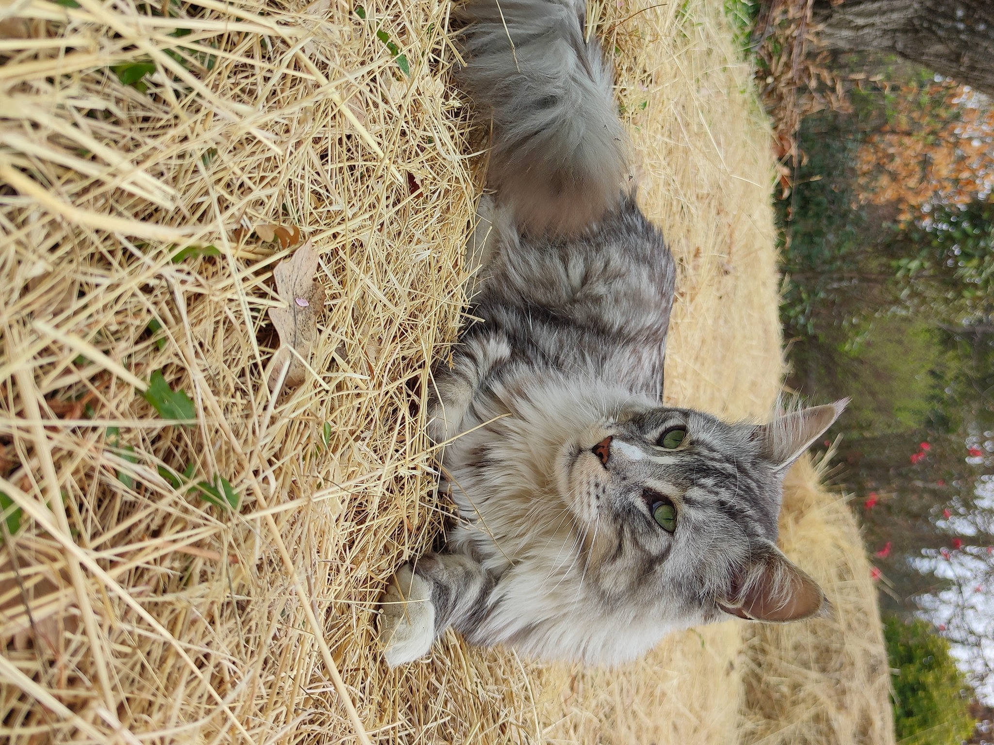 Nuggets a rejoint le concours — aidez-le/la à gagner de superbes lots ! carnivore, cat, claw, domestic_short_haired_cat, fawn, felidae, fur, grass, paw, plant, small_to_medium_sized_cats, snout, soil, tail, terrestrial_animal, tree, twig, whiskers, wildlife, wood