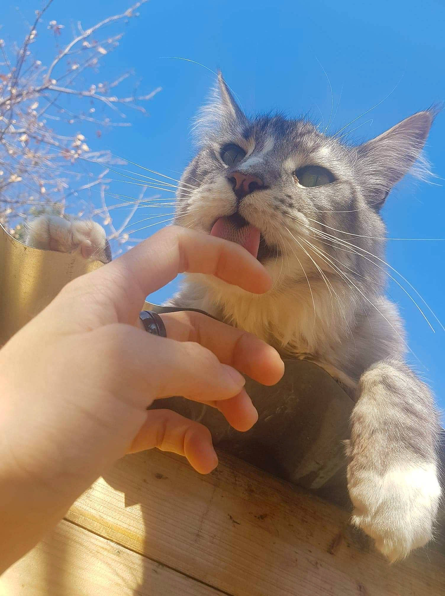 Nuggets participe au concours pour gagner de l'argent avec cette photo : carnivore, cat, claw, domestic_short_haired_cat, electric_blue, felidae, finger, fur, gesture, grass, nail, sky, small_to_medium_sized_cats, snout, thumb, whiskers