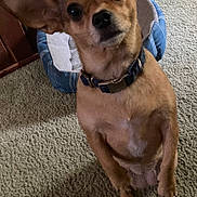 Cuddles joined the competition — help win amazing prizes! dog, small_dog, pet, carpet, indoor, dog_bed, brown_dog, collar, ears, curious, looking_up, home, decor, cozy, animal, mammal, sitting, close_up, portrait, floor