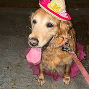 Luna is registered to the contest to win money with this photo: dog, golden_retriever, tutu, hat, flower, leash, tongue_out, pet, costume, night, sidewalk, canine, cute, animal, domestic_animal, outdoor, portrait, sitting, pink, happy