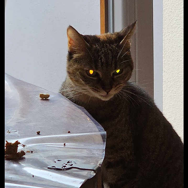 Cassie Et Clochette participe au concours pour gagner de l'argent avec cette photo : cat, tabby_cat, indoor, window, table, plastic_cover, animal, pet, feline, curious, yellow_eyes, shadow, light, domestic, mammal, whiskers, ears, closeup, quiet, still_life