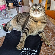 Cassie Et Clochette a rejoint le concours — aidez-le/la à gagner de superbes lots ! cat, tabby, animal, pet, fur, whiskers, table, wood, chair, tshirt, fabric, vase, flowers, decor, indoor, domestic, relaxed, paw, eyes, ears