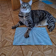 Cassie Et Clochette a rejoint le concours — aidez-le/la à gagner de superbes lots ! animal, brown, cat, domestic, door, feline, floor, gray, house, indoor, looking_up, menu, pattern, paw, pet, relaxed, striped, tabby_cat, tile, wooden_floor