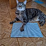 animal, brown, cat, domestic, door, feline, floor, gray, house, indoor, looking_up, menu, pattern, paw, pet, relaxed, striped, tabby_cat, tile, wooden_floor