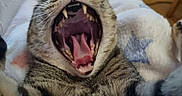 Cassie Et Clochette participe au concours pour gagner de l'argent avec cette photo : animal, blanket, cat, cozy, cute, fur, home, indoor, legs, mouth_open, person, pet, relaxing, socks, stars, tabby, teeth, tongue, whiskers, yawning