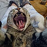 animal, blanket, cat, cozy, cute, fur, home, indoor, legs, mouth_open, person, pet, relaxing, socks, stars, tabby, teeth, tongue, whiskers, yawning
