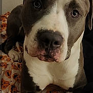 Blu joined the competition — help win amazing prizes! animal, bed, blanket, close_up, cozy, cute, dog, ears, expression, face, fur, indoor, looking, nostrils, paw, pet, pitbull, pumpkin_pattern, resting, white_and_gray