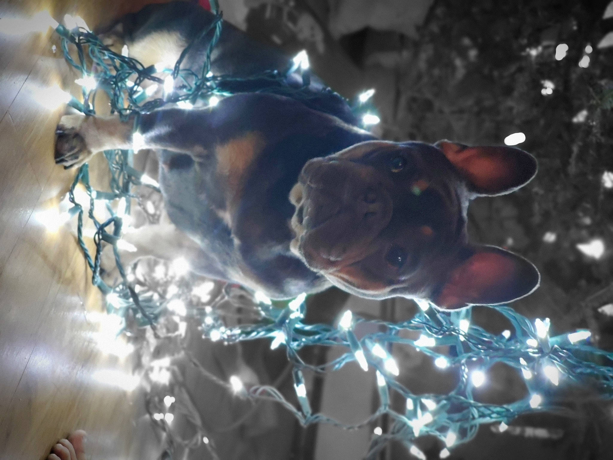 Zuri joined the competition — help win amazing prizes! art, astronomical_object, automotive_lighting, branch, cg_artwork, circle, darkness, electric_blue, event, flash_photography, fractal_art, fun, glass, lens_flare, liquid_bubble, organism, sky, space, tree, water