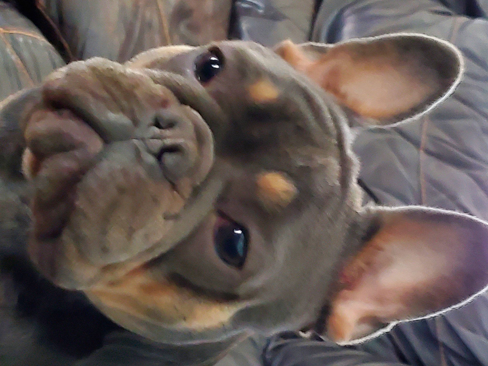 Zuri joined the competition — help win amazing prizes! canidae, carnivore, companion_dog, dog, dog_breed, ear, fawn, felidae, head, liver, mammal, snout, sporting_group, terrestrial_animal, toy_dog, whiskers, wildlife, window, working_animal, wrinkle