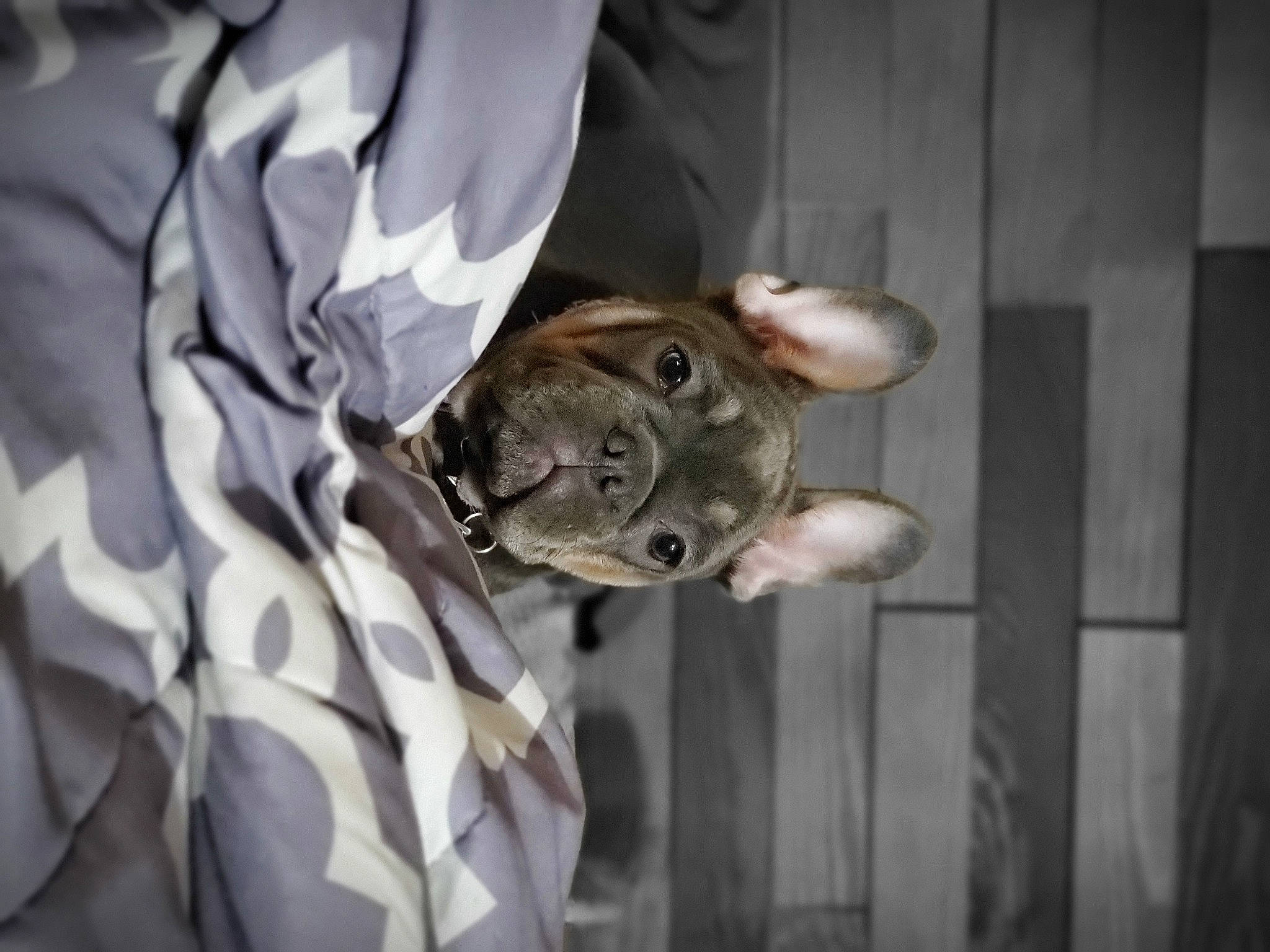 Zuri is registered to the contest to win money with this photo: canidae, companion_dog, dog, dog_breed, fur, gesture, grey, guard_dog, metal, personal_protective_equipment, sleeve, sporting_group, street_fashion, tail, toy_dog, whiskers, wing