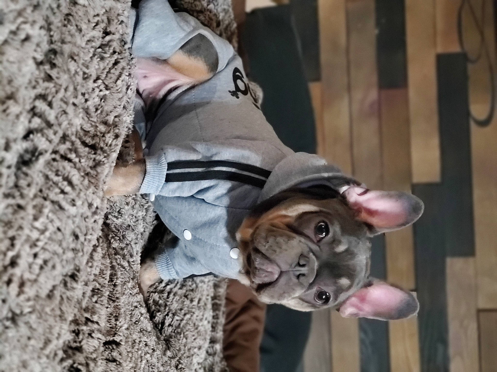 Zuri is registered to the contest to win money with this photo: adventure, art, canidae, dog_breed, eyewear, fawn, mammal, metal, monument, recreation, rope, sculpture, snout, sporting_group, street_fashion, trunk, visual_arts, wood, wrinkle