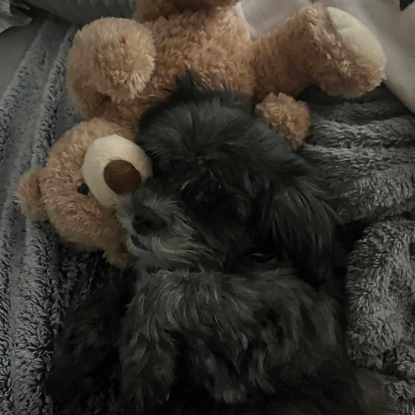 Brownie joined the competition — help win amazing prizes! affenpinscher, animal, blanket, canine, cockerspaniel, couch, dog, furniture, hound, person, pet, plush, poodle, puppy, sleeping, teddybear, terrier, toy