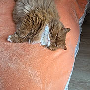 Ibaya participe au concours pour gagner de l'argent avec cette photo : animal, bed, cat, comfort, cozy, cute, domestic_animal, feline, fluffy, fur, indoor, orange_blanket, pet, pillow, relaxed, resting, sleepy, striped, tail, whiskers