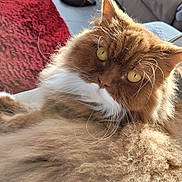 Ibaya a rejoint le concours — aidez-le/la à gagner de superbes lots ! cat, fluffy, ginger_cat, yellow_eyes, pet, indoor, living_room, fur, whiskers, relaxed, cozy, carpet, slippers, sofa, close_up, animal, cute, domestic_cat, mammal, feline