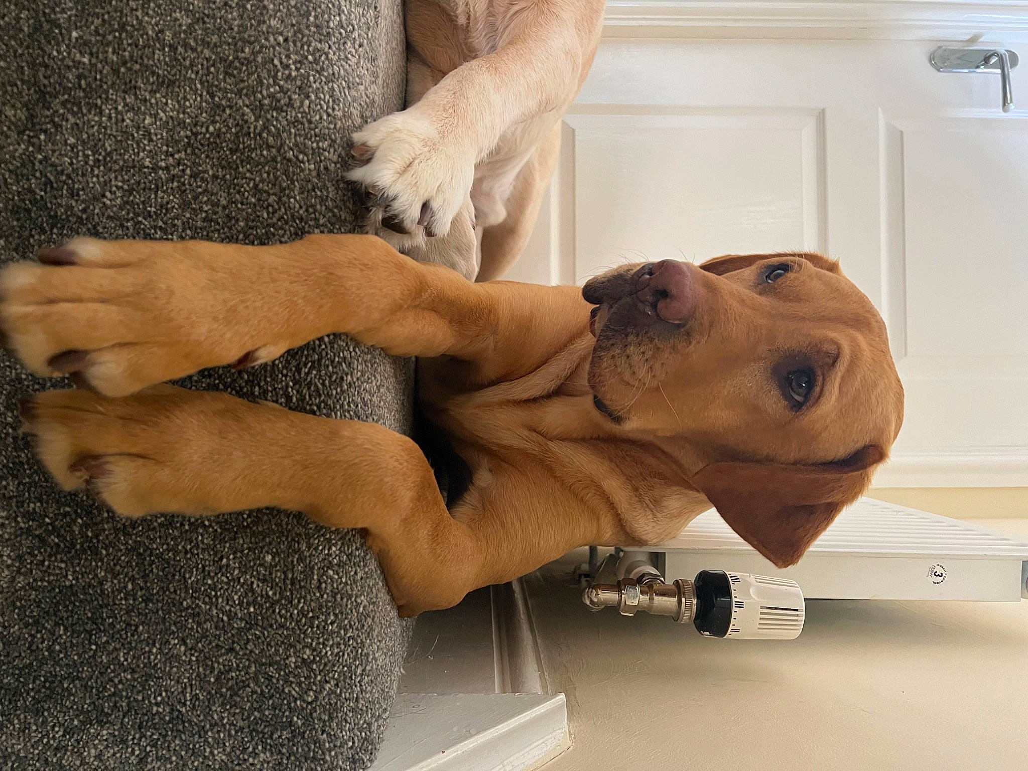 Charlie joined the competition — help win amazing prizes! abdomen, art, carnivore, chest, companion_dog, dog, dog_breed, elbow, fawn, flooring, human_leg, jaw, knee, sculpture, shoulder, statue, thigh, trunk, wood, wrist