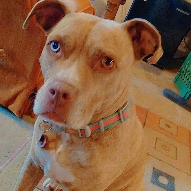 Princess is registered to the contest to win money with this photo: animal, architecture, ball, boxer, building, bulldog, canine, couch, dog, furniture, indoors, livingroom, pet, pitbull, plant, pottedplant, room, sport, tennis, tennisball