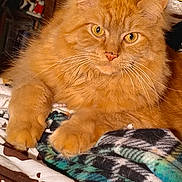 Rio is registered to the contest to win money with this photo: cat, orange_cat, fluffy, pet, animal, indoor, blanket, pattern, feline, whiskers, relaxed, closeup, yellow_eyes, fur, paws, resting, cozy, domestic, cute, portrait
