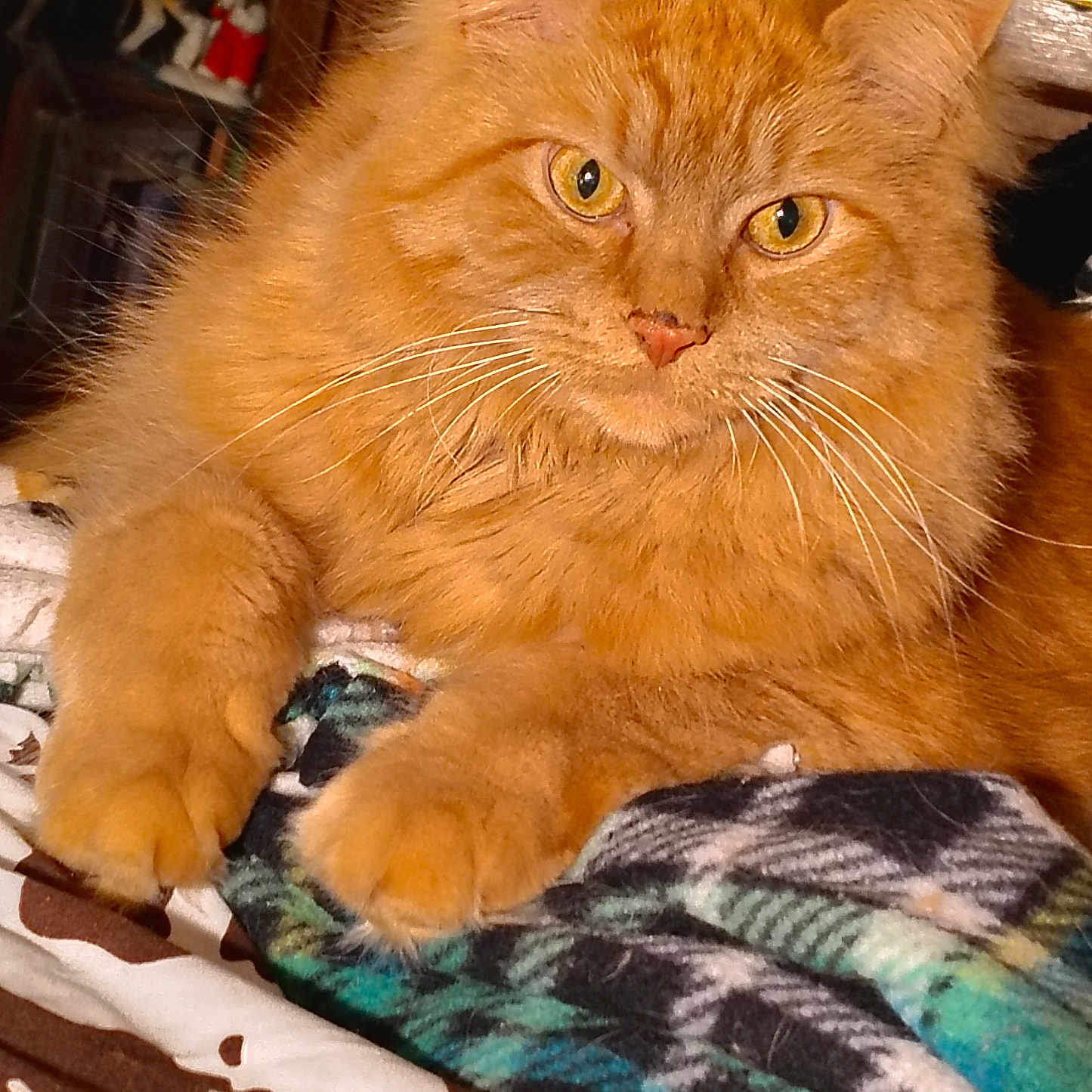 Rio is registered to the contest to win money with this photo: cat, orange_cat, fluffy, pet, animal, indoor, blanket, pattern, feline, whiskers, relaxed, closeup, yellow_eyes, fur, paws, resting, cozy, domestic, cute, portrait