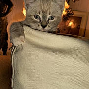 Noisette participe au concours pour gagner de l'argent avec cette photo : kitten, cat, paw, cushion, indoor, furniture, blue_eyes, curious, pet, animal, cozy, warm_lighting, home, close_up, soft_texture, furry, small, cute, domestic, whiskers