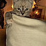 kitten, cat, paw, cushion, indoor, furniture, blue_eyes, curious, pet, animal, cozy, warm_lighting, home, close_up, soft_texture, furry, small, cute, domestic, whiskers