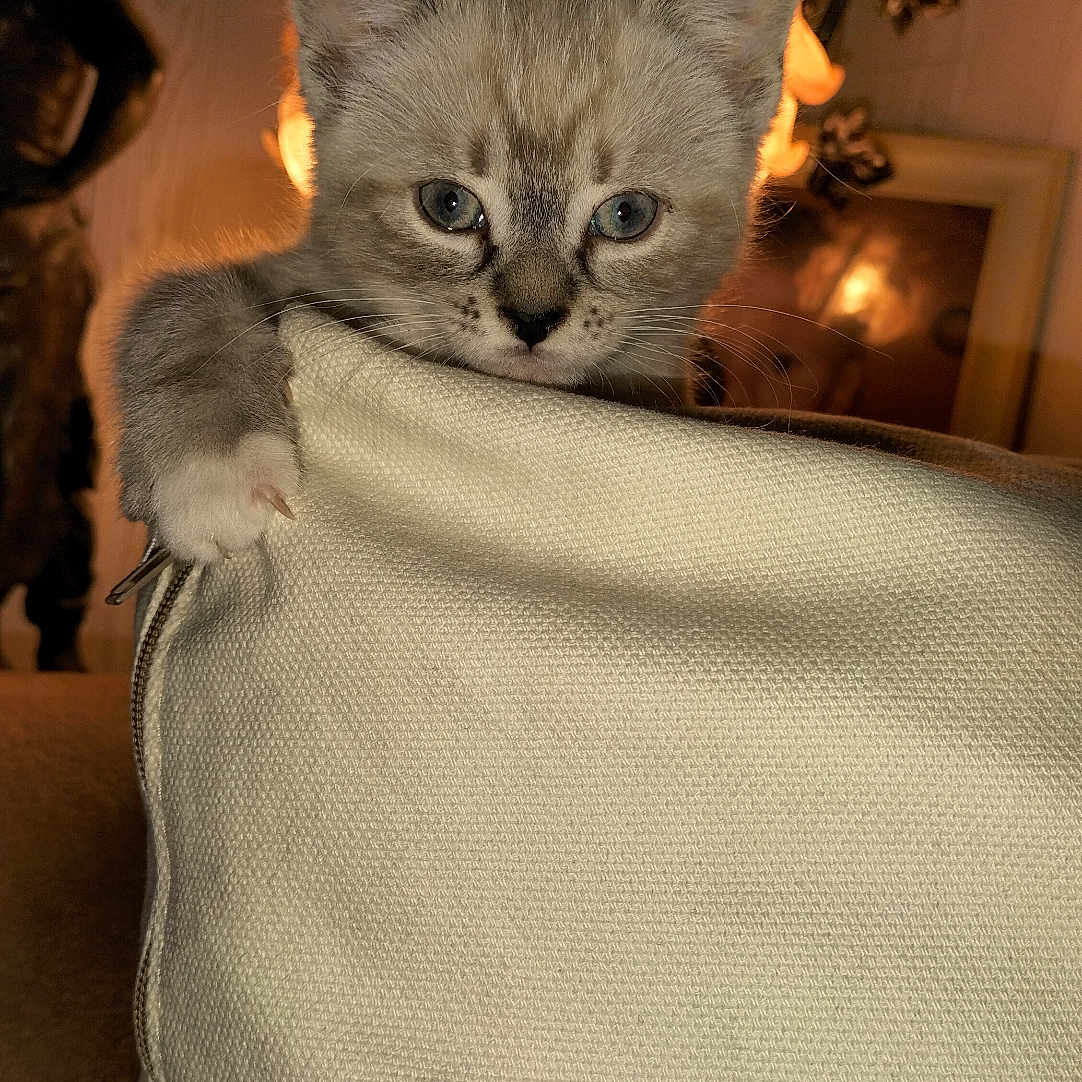 Noisette participe au concours pour gagner de l'argent avec cette photo : animal, blue_eyes, cat, close_up, cozy, curious, cushion, cute, domestic, furniture, furry, home, indoor, kitten, paw, pet, small, soft_texture, warm_lighting, whiskers