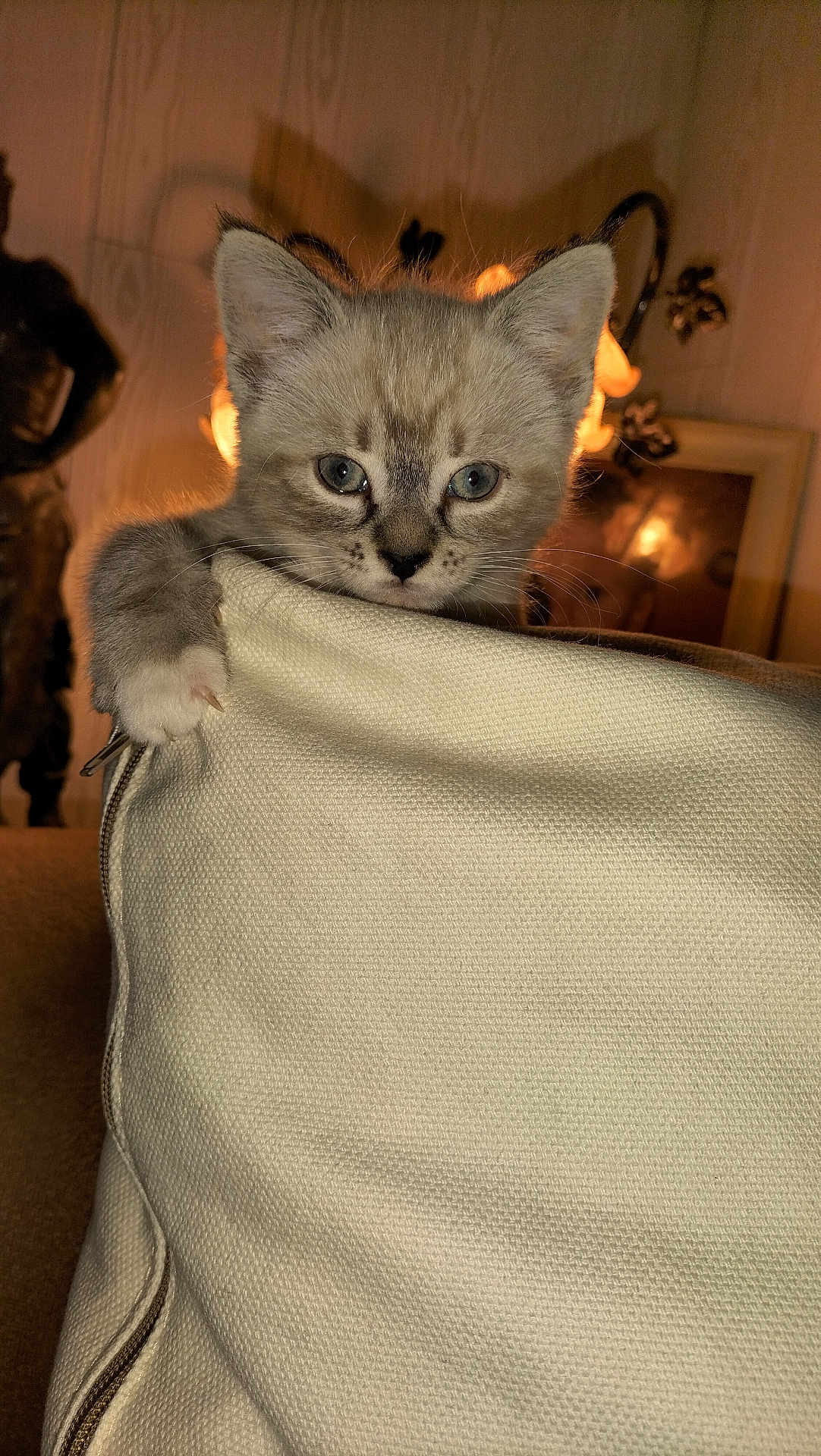 Noisette