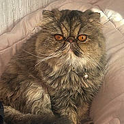 Joy is registered to the contest to win money with this photo: cat, fluffy, orange_eyes, bell_collar, pet, feline, indoor, cozy, blanket, fur, whiskers, close_up, cute, animal, resting, portrait, soft_lighting, tabby, domestic_cat, relaxed