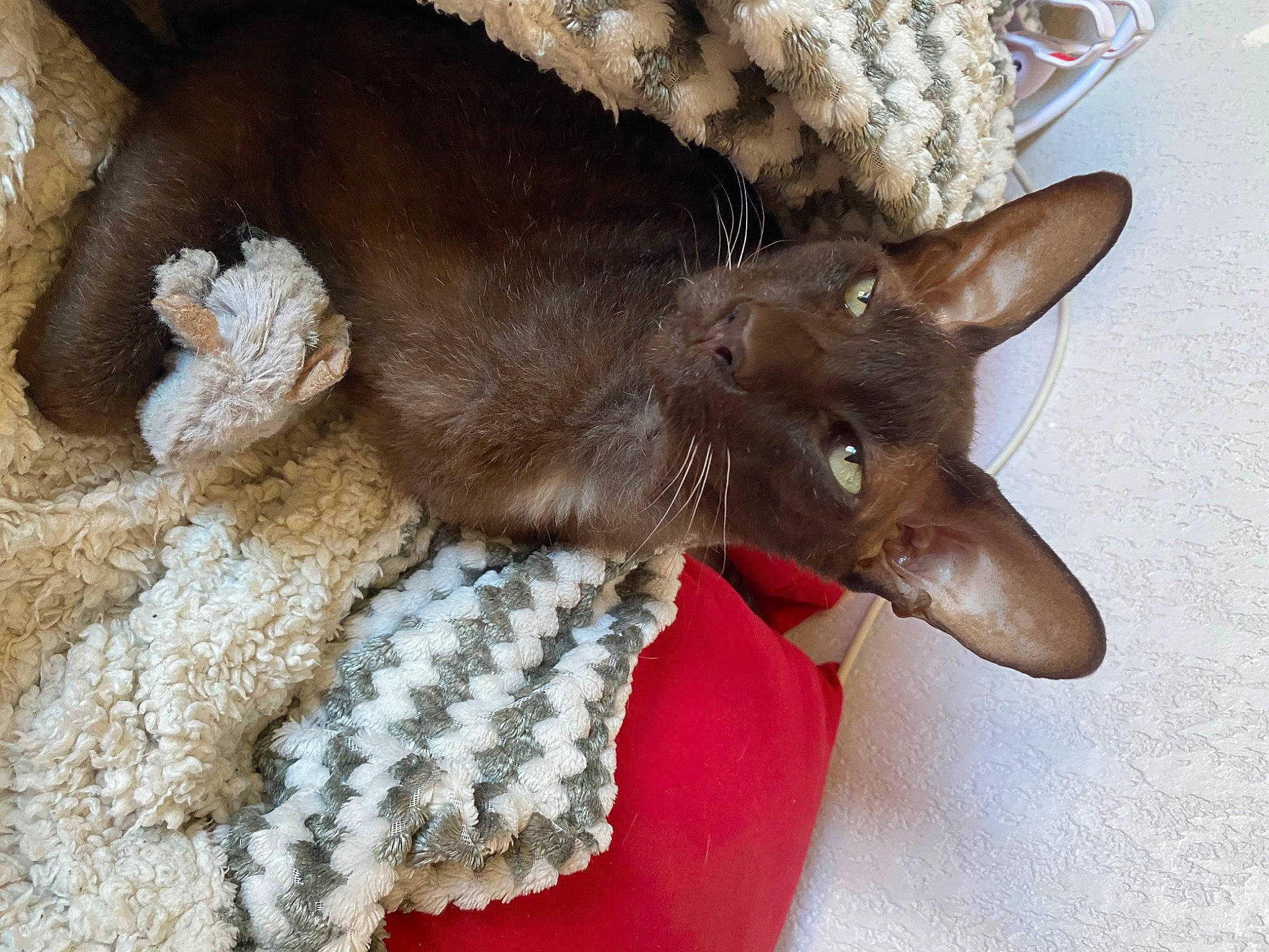 Heaven participe au concours pour gagner de l'argent avec cette photo : carnivore, cat, collar, comfort, costume_hat, devon_rex, dog, dog_breed, fashion_accessory, fawn, felidae, fur, hat, liver, mammal, pattern, small_to_medium_sized_cats, tail, terrestrial_animal, whiskers