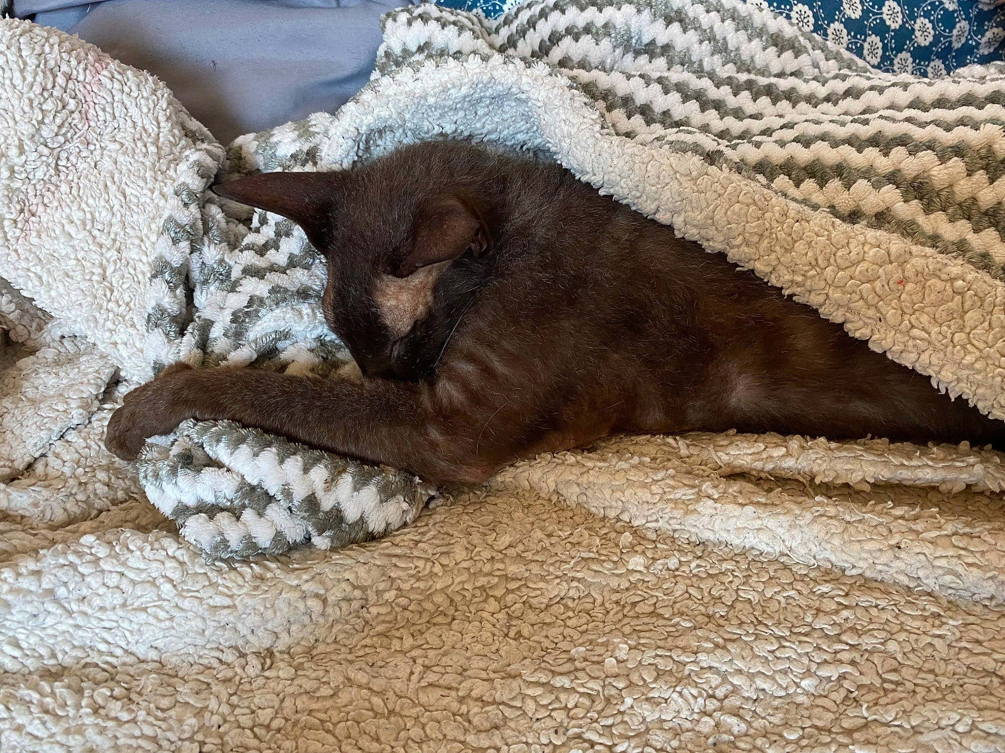 Heaven a rejoint le concours — aidez-le/la à gagner de superbes lots ! beige, claw, comfort, fawn, felidae, foot, fur, gunny_sack, human_leg, linens, paw, sand, small_to_medium_sized_cats, snout, soil, tail, terrestrial_animal, whiskers, wood, wool