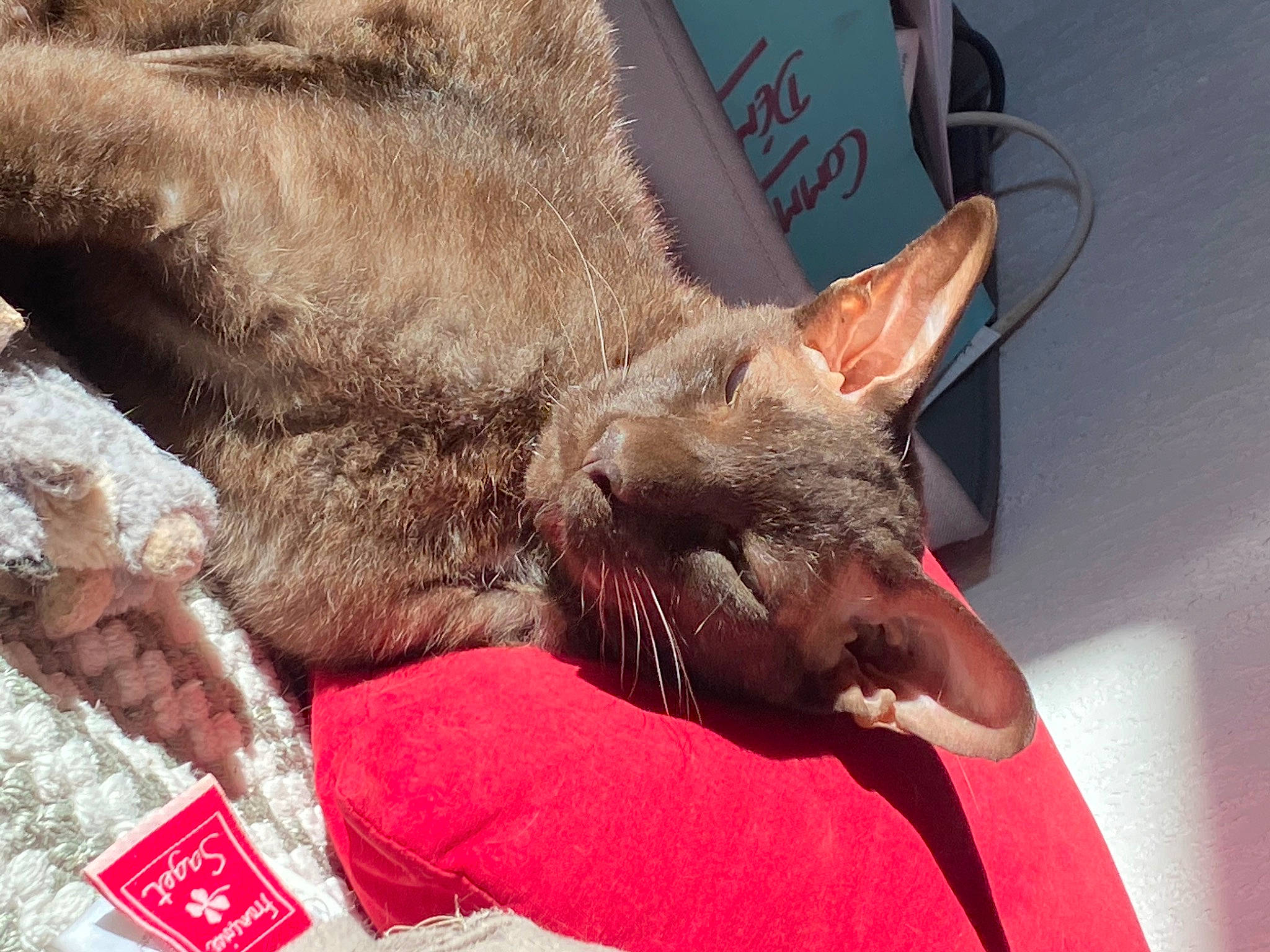 Heaven participe au concours pour gagner de l'argent avec cette photo : canidae, carnivore, cat, claw, comfort, domestic_short_haired_cat, fawn, felidae, fur, nap, paw, small_to_medium_sized_cats, snout, terrestrial_animal, whiskers