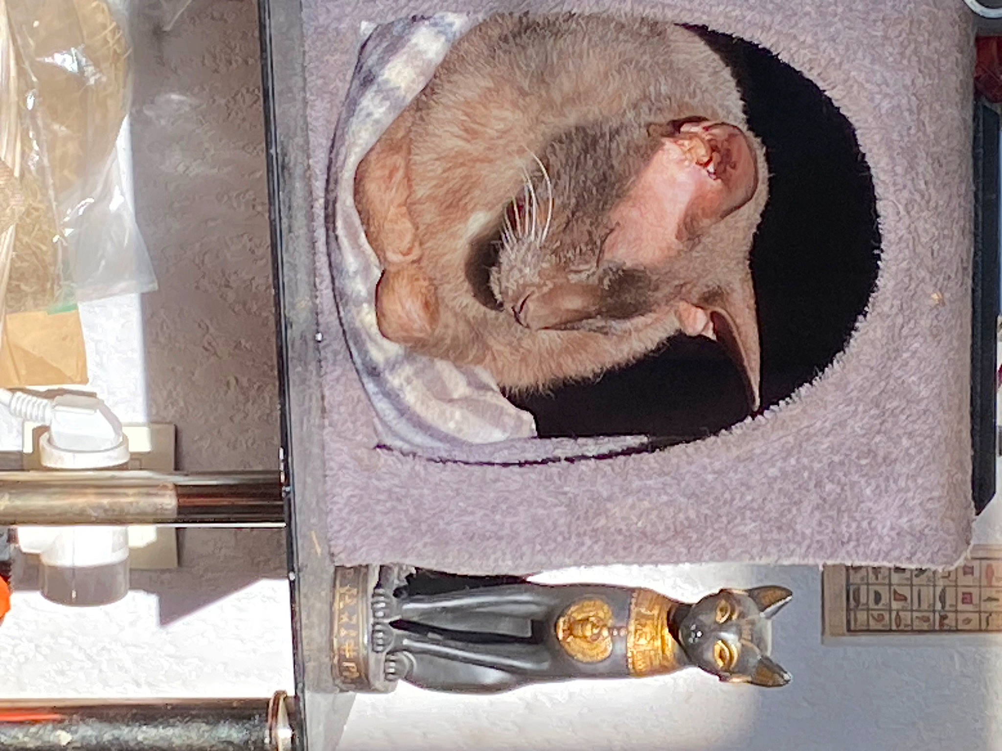 Heaven participe au concours pour gagner de l'argent avec cette photo : art, carnivore, comfort, felidae, fur, liver, marsupial, metal, muroidea, paw, small_to_medium_sized_cats, snout, tail, terrestrial_animal, visual_arts, whiskers, wood, wrinkle