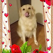 Coquine a rejoint le concours — aidez-le/la à gagner de superbes lots ! dog, small_dog, cream-colored_dog, sitting, licking_nose, pet, animal, portrait, indoor, room, floor, doorway, roses, red_roses, pink_roses, flowers, hearts, sparkles, decorative_border, valentines_theme