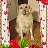 dog, small_dog, cream-colored_dog, sitting, licking_nose, pet, animal, portrait, indoor, room, floor, doorway, roses, red_roses, pink_roses, flowers, hearts, sparkles, decorative_border, valentines_theme