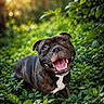 dog, brindle, smiling, happy, outdoor, greenery, plants, sunlight, nature, leaves, canine, pet, animal, tongue, grass, forest, daylight, closeup, muzzle, snout