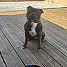 dog, birthday_cake, blueberries, candle, wooden_deck, outdoor, grass, gravel, wall, window, pet, celebration, animal, sitting, black_dog, brown_dog, white_chest, daylight, garden, cute