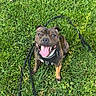 dog, grass, leash, pet, happy, tongue_out, outdoor, canine, animal, brown, playful, smiling, sitting, nature, summer, daylight, friendly, cute, collar, paw