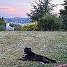 dog, grass, outdoor, nature, tree, sky, sunset, pet, animal, landscape, smiling, canine, lawn, bush, relaxing, park, countryside, ground, daytime, quiet