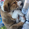 Duke joined the competition — help win amazing prizes! puppy, dog, sleeping, blanket, cute, outdoor, grass, fur, animal, pet, cozy, resting, paw, brown, white, young, closeup, nature, peaceful, snuggled